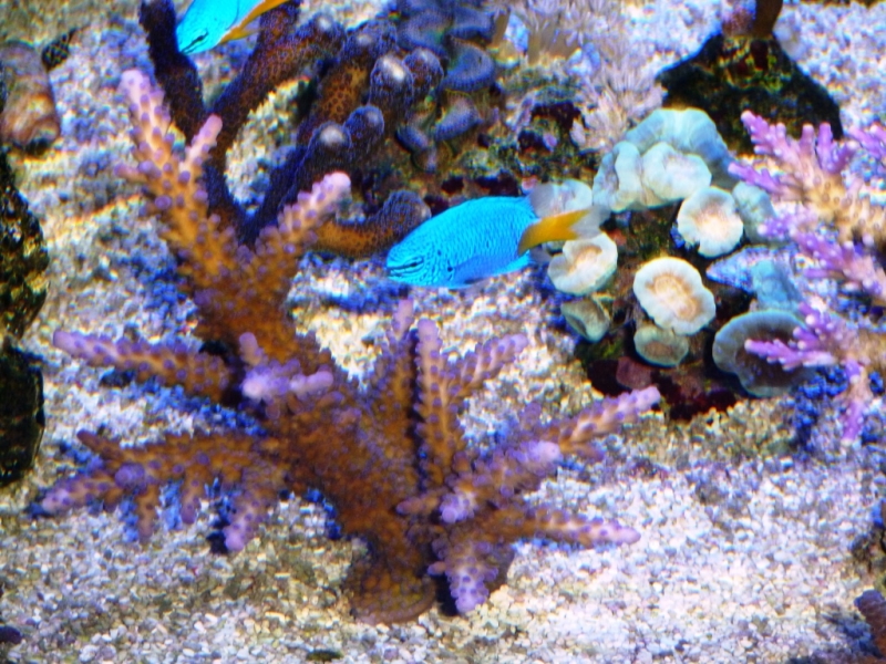 44 - Acropora pólipos azuis