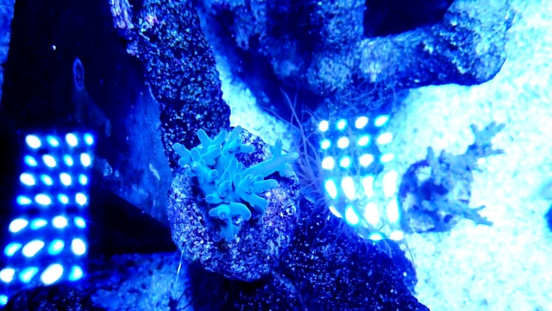 Acropora Echinata