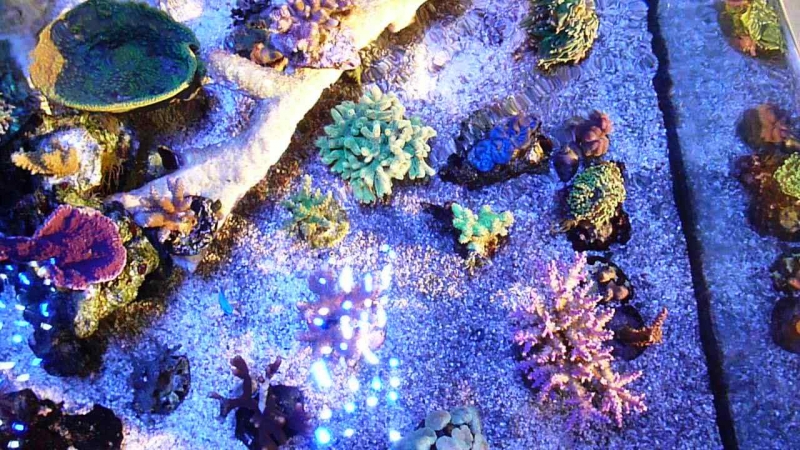 Acropora valida