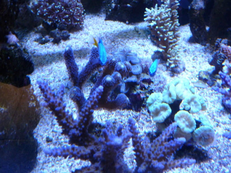 Acropora de pólipos azuis - Acropora echinata - Stylophora milka - Chrysiptera