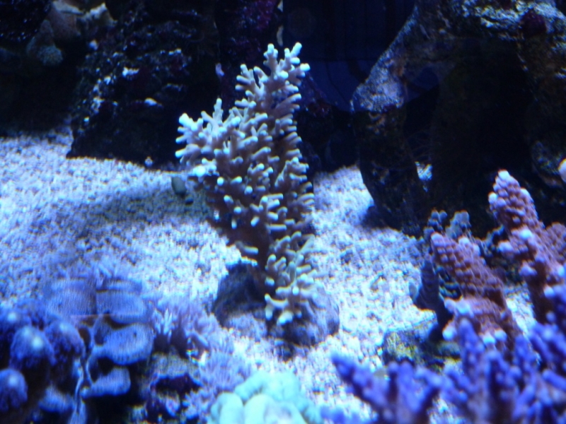 Acropora echina 9