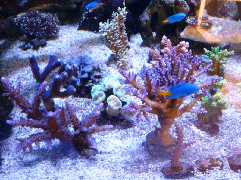 Acropora echinata - Acropora válida - Acropora pólipos azuis - Acropora salmão
