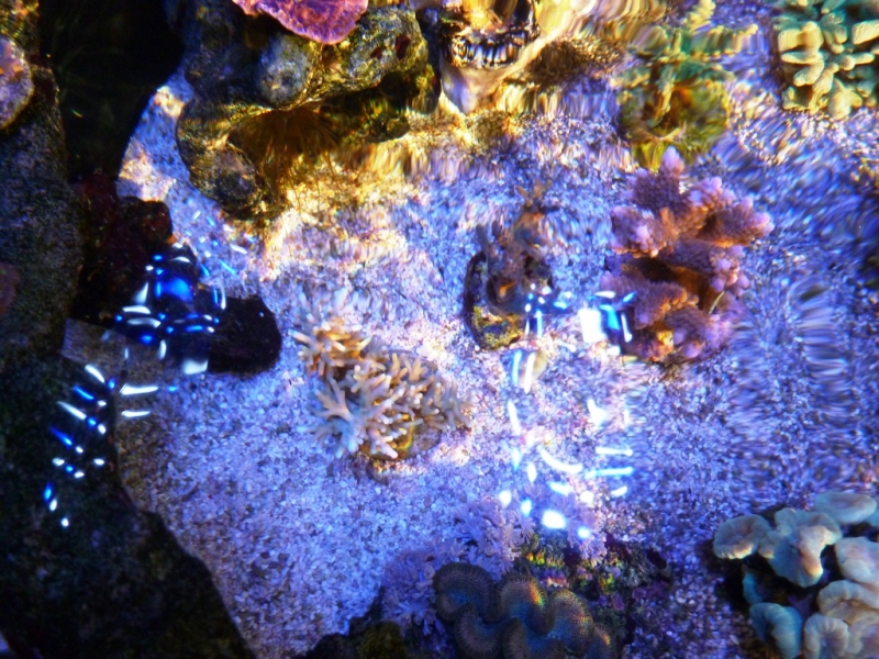 Acropora echinata 2