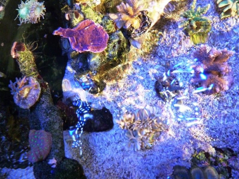 Acropora echinata 3