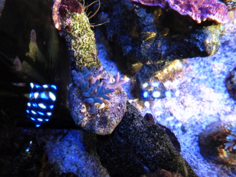 Acropora echinata 4