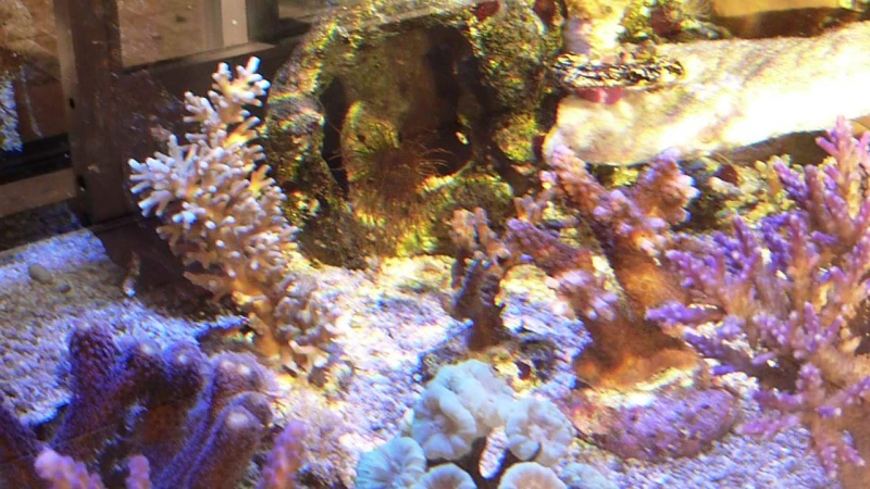 Acropora echinata 5