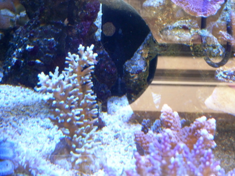 Acropora echinata 6