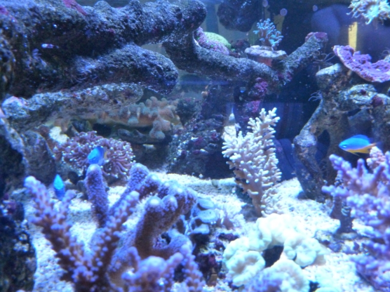 Acropora echinata 7