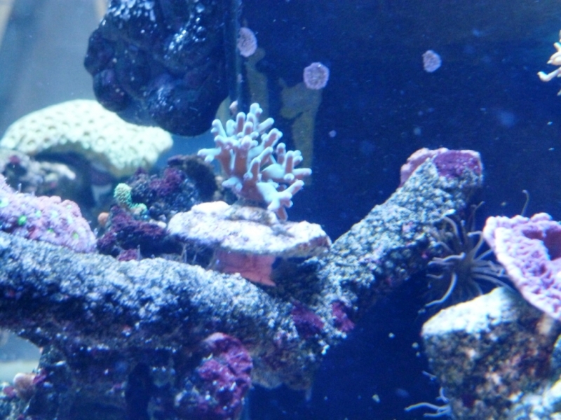 Acropora echinata 8