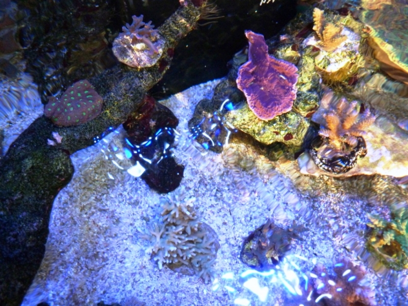 Acropora echinata