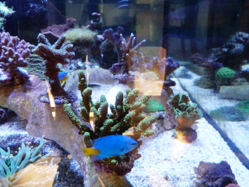 Acropora humillis verde - Chrysiptera