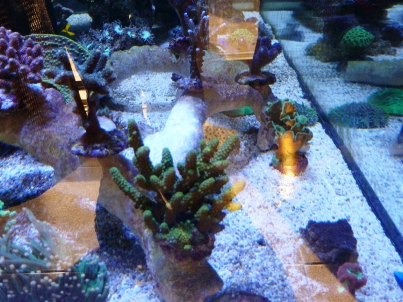 Acropora humillis verde 1