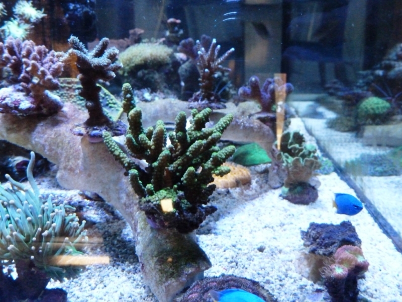 Acropora humillis verde 2