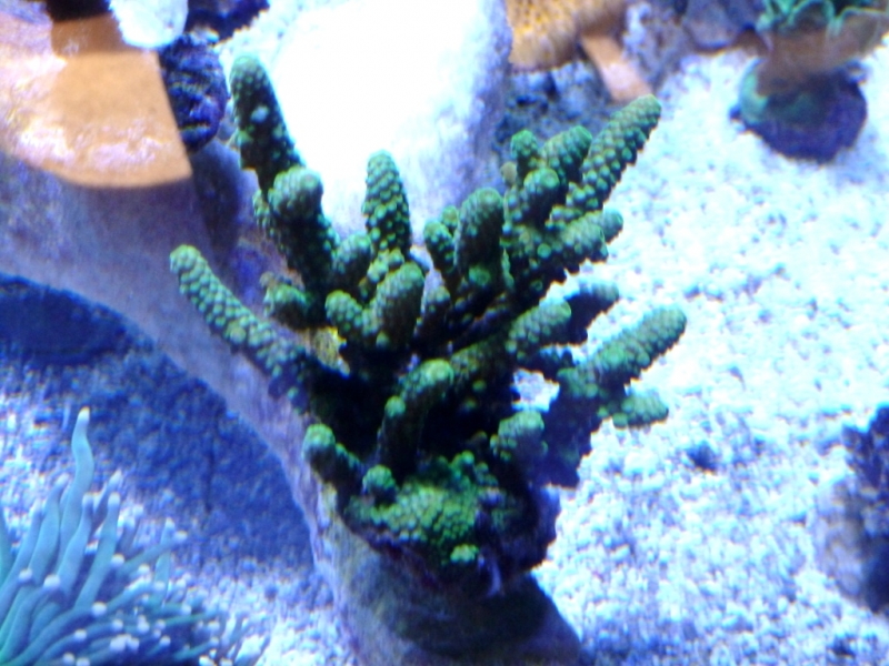 Acropora humillis verde 3