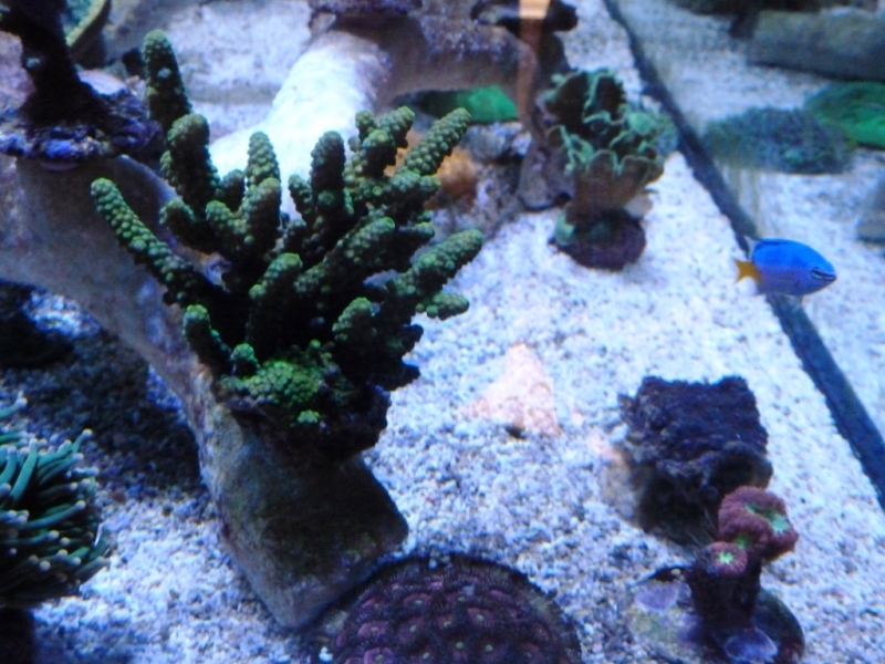 Acropora humillis verde 4