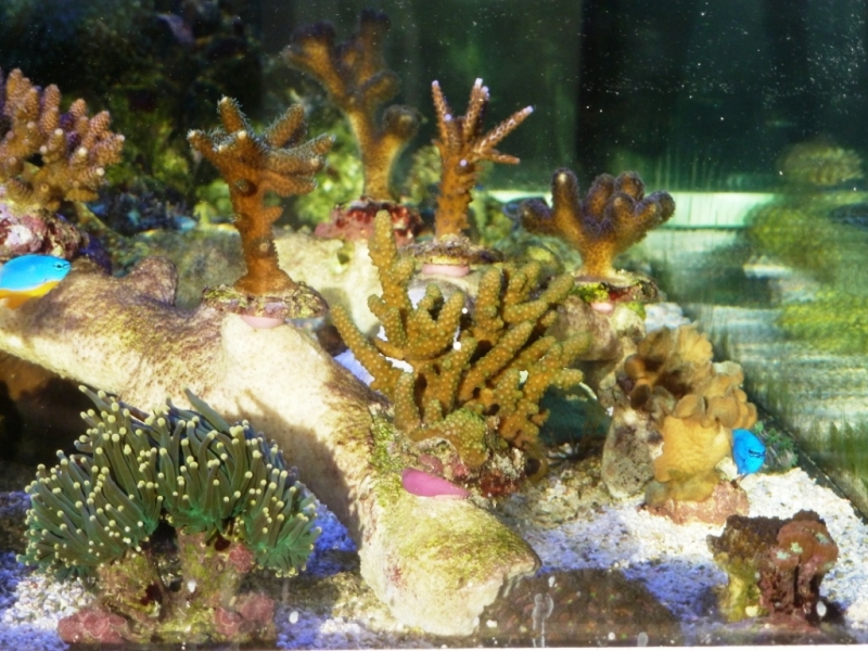 Acropora humillis verde