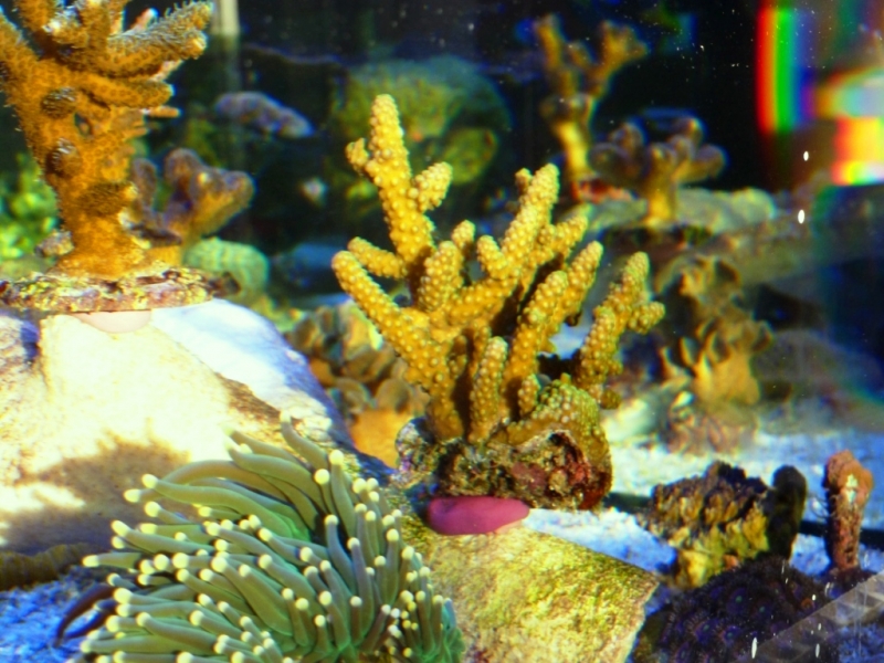 Acropora humillis