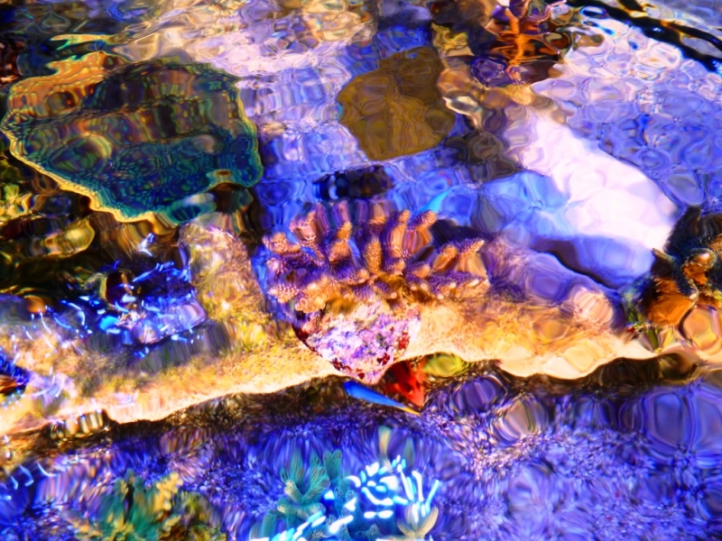 Acropora millepora rosa 1