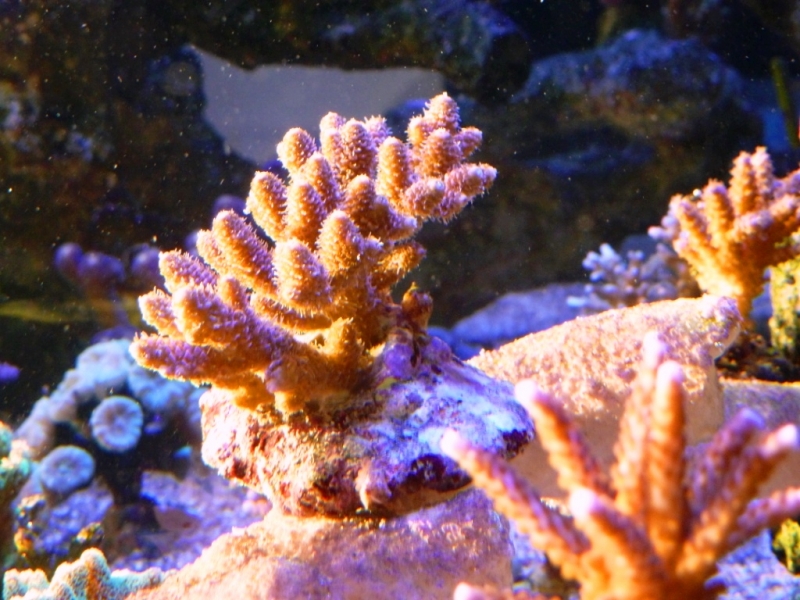 Acropora millepora rosa 2