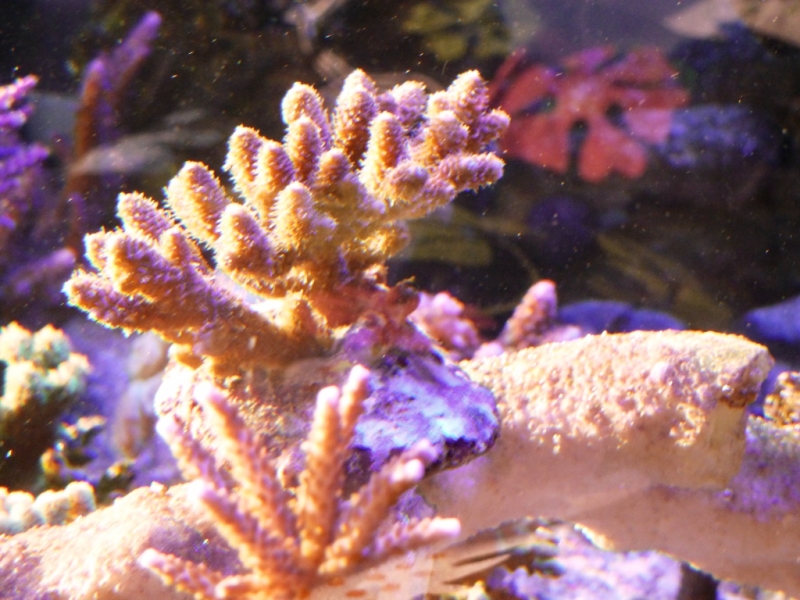 Acropora millepora rosa 3