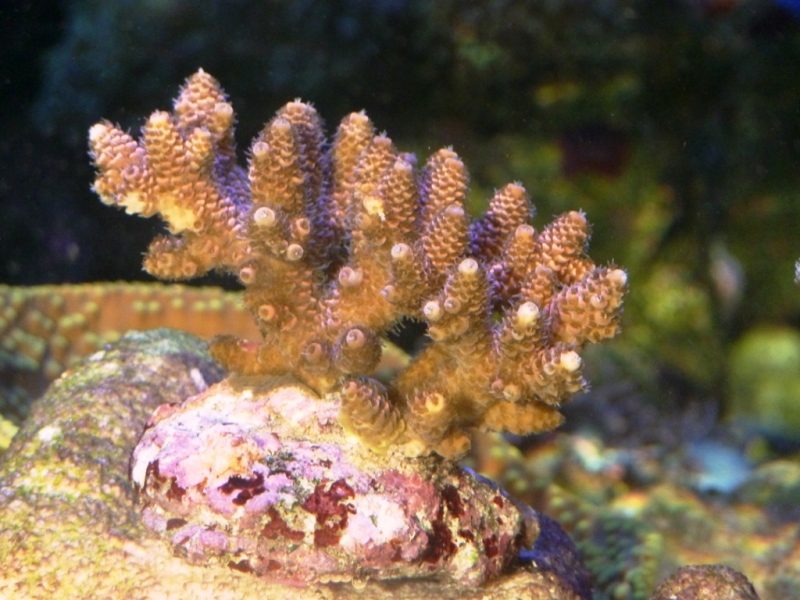 Acropora millepora rosa 4