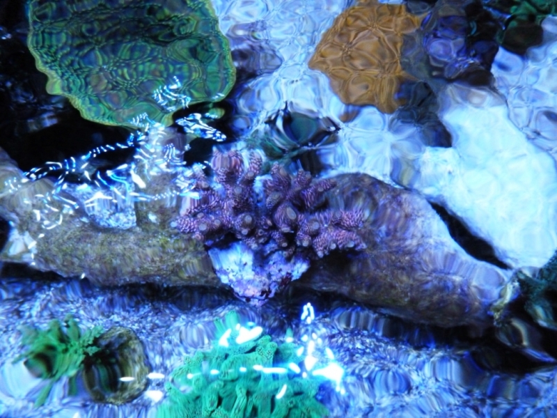 Acropora millepora rosa 5