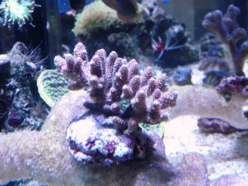 Acropora millepora rosa 6