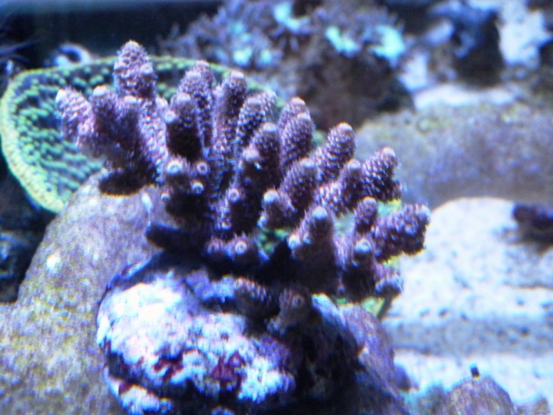 Acropora millepora rosa 7