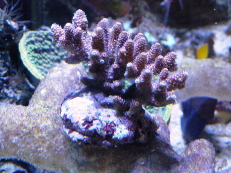 Acropora millepora rosa 8