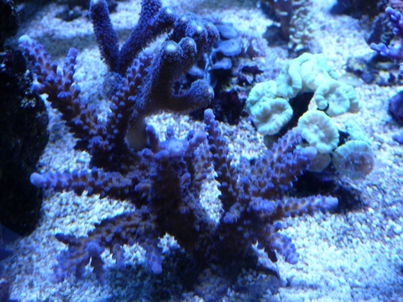 Acropora pólipos azuis 1