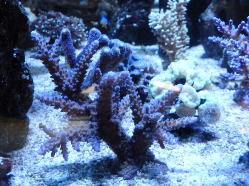 Acropora pólipos azuis