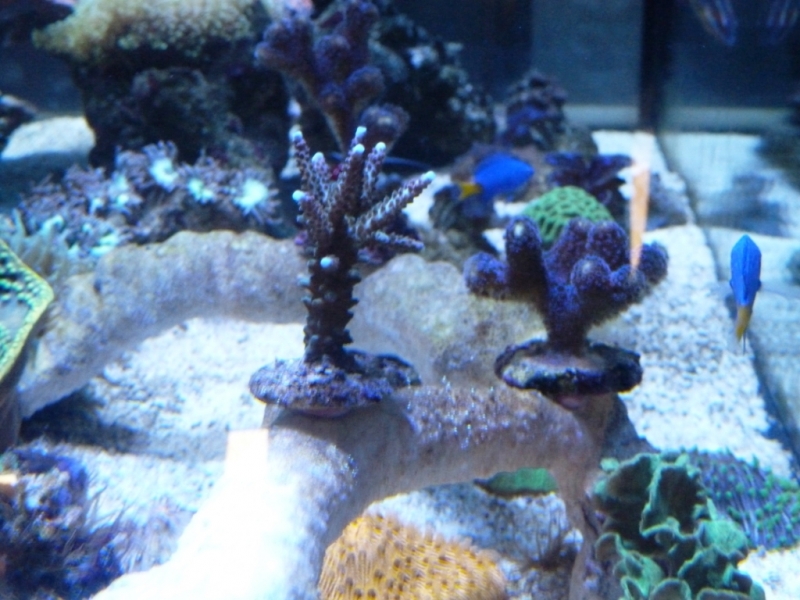 Acropora pontas azuis - Stylophora milka