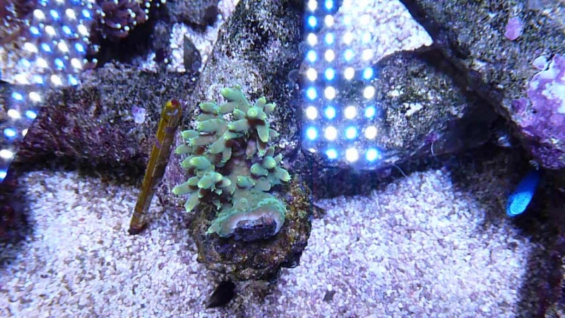 Acropora refresco multiacuta 1