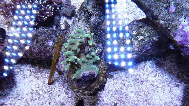 Acropora refresco multiacuta