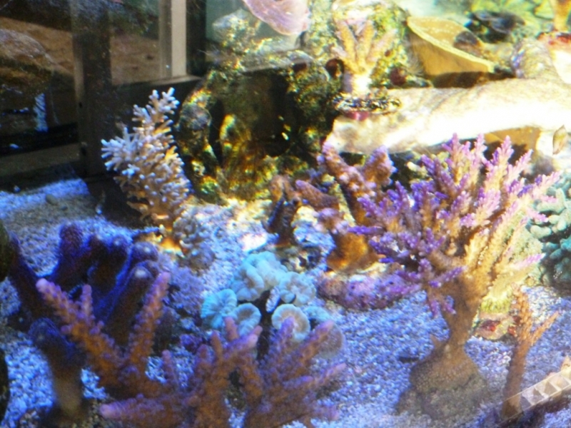 Acropora válida - Acropora echinata - Acropora pólipos azuis 1