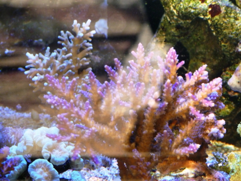 Acropora válida - Acropora echinata