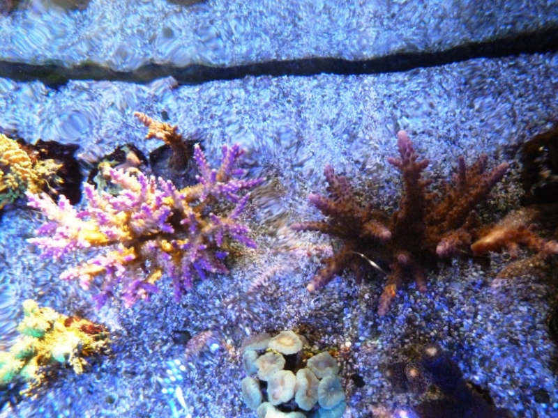 Acropora válida - Acropora pólipos azuis