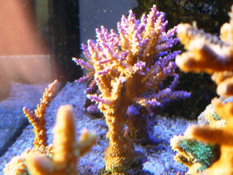 Acropora válida 3