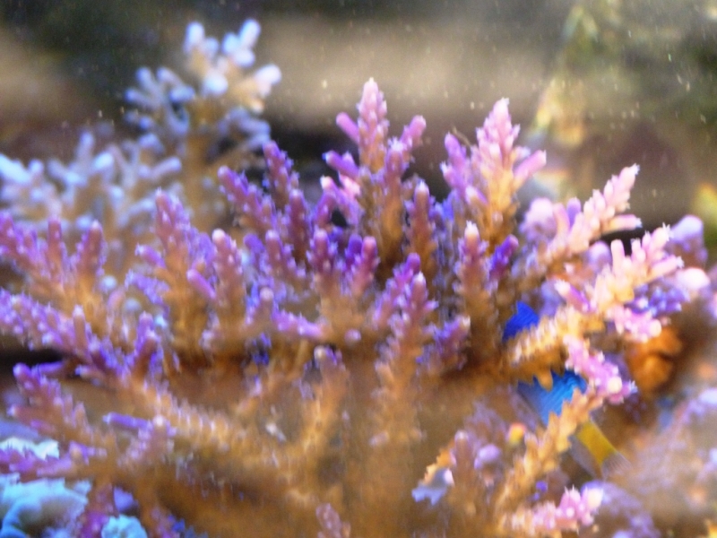 Acropora válida 4