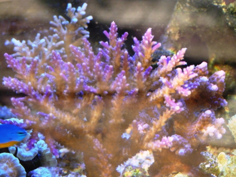 Acropora válida 5