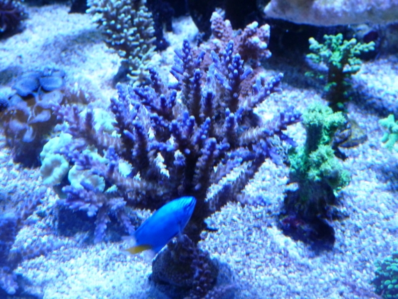 Acropora válida 8