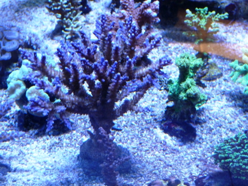 Acropora válida 7