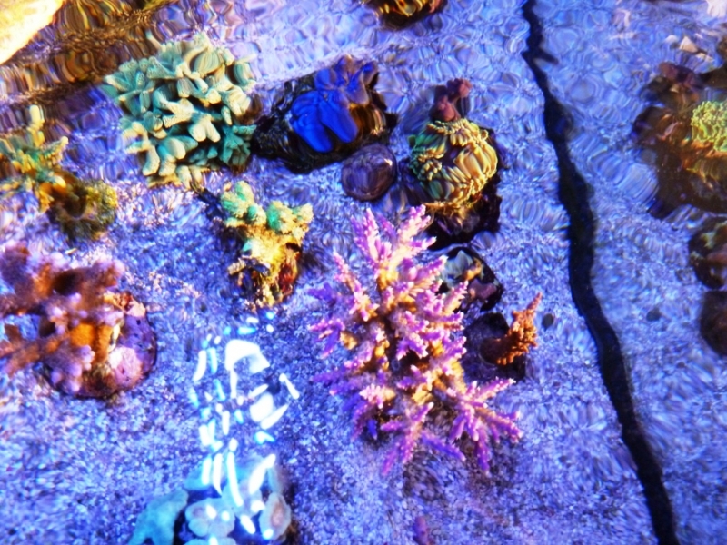 Acropora válida