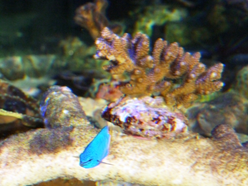 Chrysiptera - Acropora millepora rosa