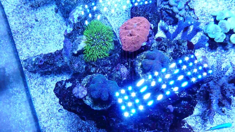 Echinophyllia - Stylophora - Pachyclavularia