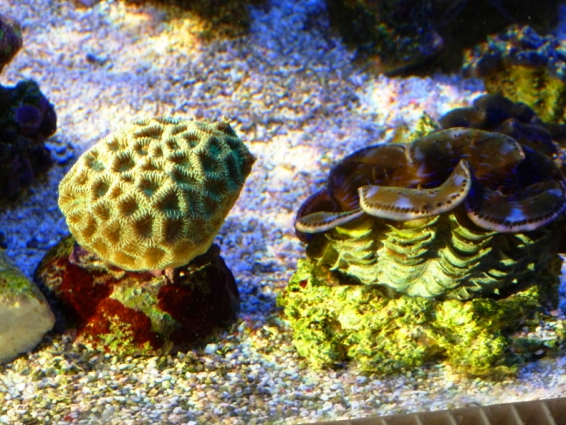 Favites e Tridacna grande