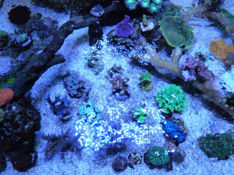 Lagoa topo - Acropora pólipos azuis