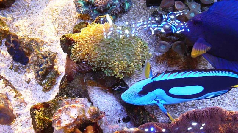 Paracanthurus hepatus - Zebrasoma xanthurum