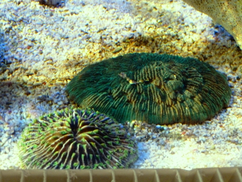 Sandhalolita e fungia mamilos verdes