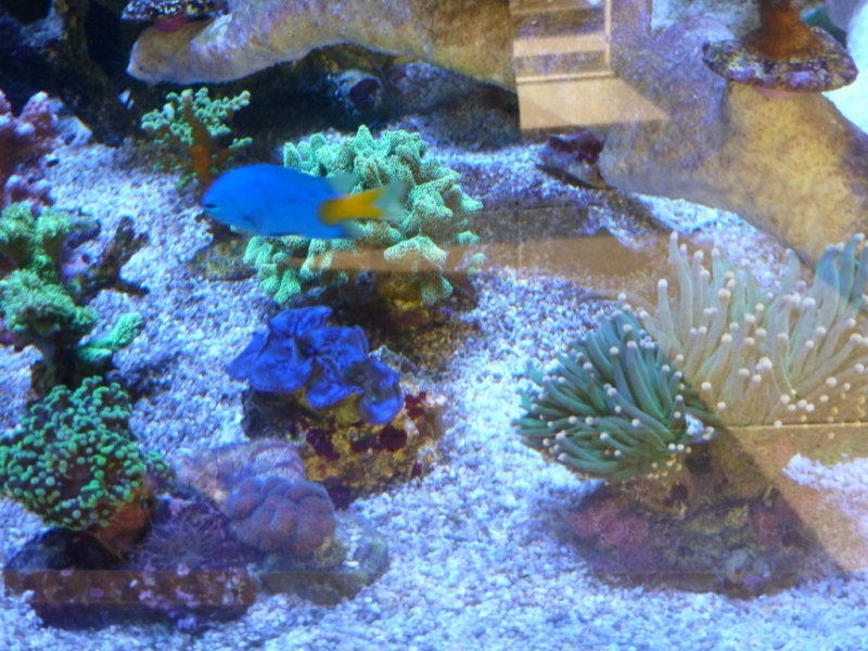 Tridacna azul - Chrysiptera - Euphyllia